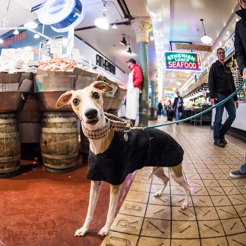 563d083296771ce632e3c9cd_Dogist-EliasWeissFriedman-Seattle