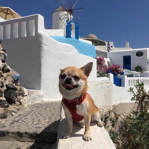 563d083496771ce632e3c9eb_Miami-traveller-dog-santorini
