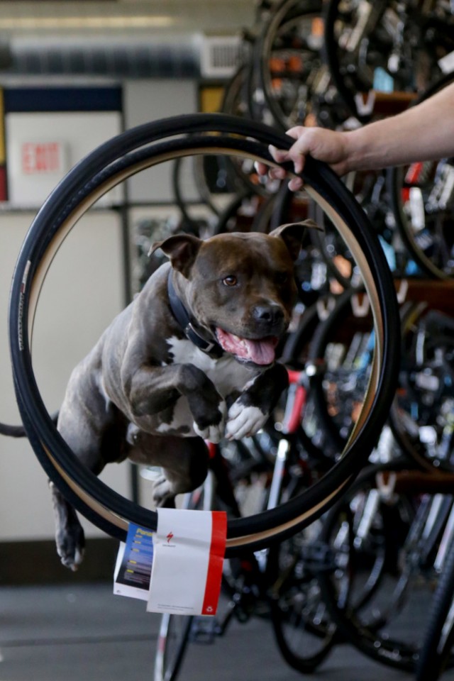 original_894a54f347a119696411eba18defc0c2