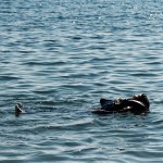 Παγκόσμια πρωτιά για την Αυστραλία: Μη επανδρωμένο αεροσκάφος σώζει δύο κολυμβητές