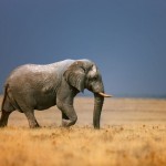 Θα απαγορευθεί η χρήση ελεφάντων ως μεταφορικό μέσο στην Ινδία;