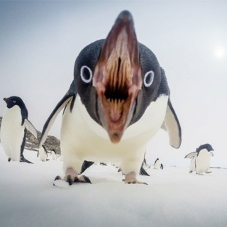 Οι 20 καλύτερες φωτογραφίες του National Geographic για το 2015