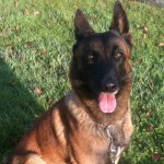 Με το παράσημο Ντίκιν θα τιμηθεί η σκυλίτσα Ντίζελ που σκοτώθηκε στο Σεν Ντενί