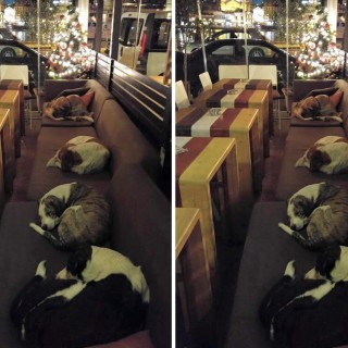 Καφετέρια στη Λέσβο προσφέρει καταφύγιο στα αδέσποτα κάθε βράδυ