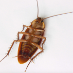 Εσύ θα βάφτιζες μια κατσαρίδα με το όνομα του πρώην σου για 10 δολάρια;