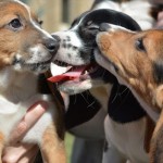 Πραγματοποιήθηκε η πρώτη γέννηση σκυλιών με τεχνητή γονιμοποίηση