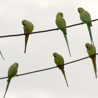 Το μυστήριο του πράσινου παπαγάλου της Αθήνας