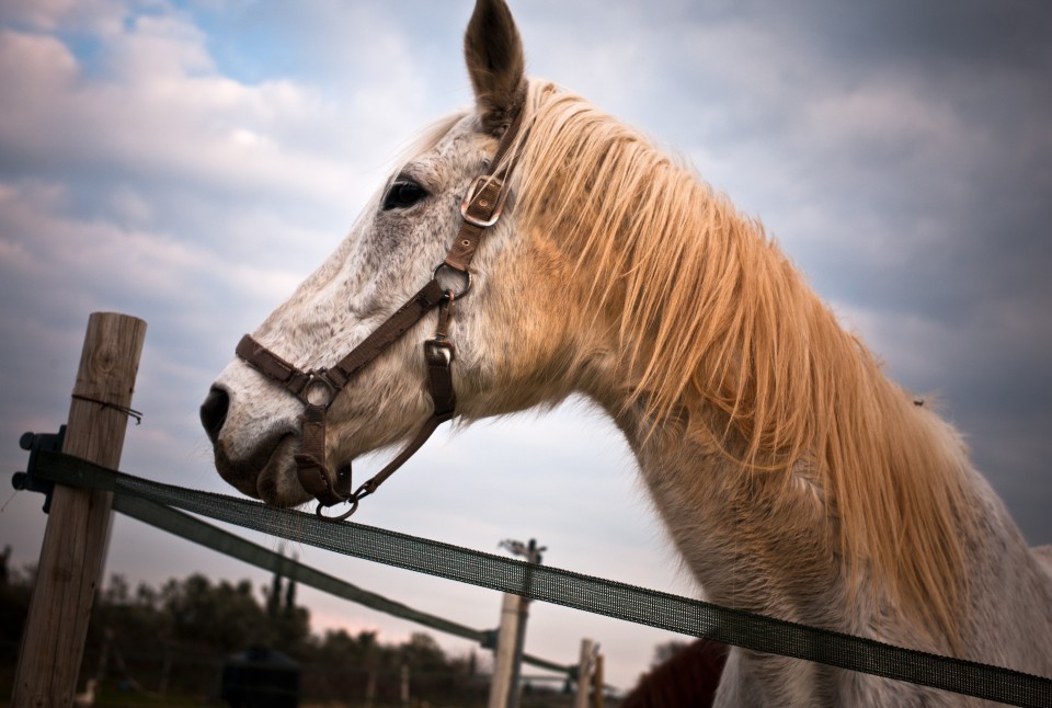 Η θεραπεία με άλογα έχει της ρίζες της στον Ιπποκράτη