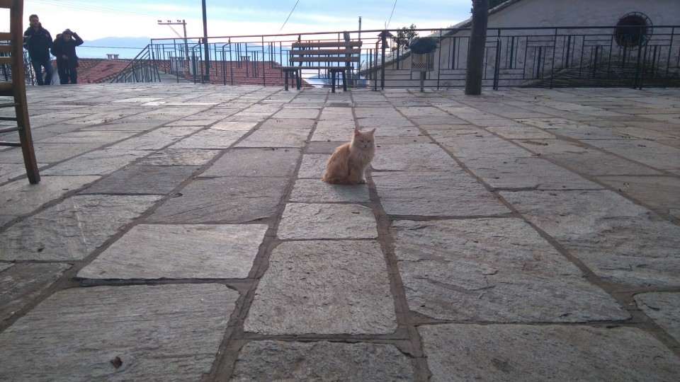 Τόσες πολλές γάτες δεν έχετε ξανασυναντήσει σε ορεινό χωριό. 