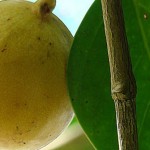 Αν κάτσεις κάτω από αυτό το δέντρο, κάηκες. Κυριολεκτικά!