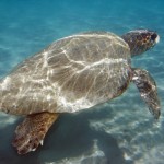 Μία χελώνα καρέτα-καρέτα σε κρίσιμη κατάσταση παραμένει εγκλωβισμένη στη Λέρο