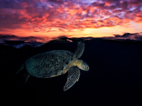 Θαλάσσιες χελώνες και στο Σφακάκι εντόπισαν για πρώτη φορά οι εθελοντές του «ΑΡΧΕΛΩΝ»