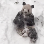 Ποιος «κάτοικος» της Ουάσινγκτον απολαμβάνει τον χιόνι; (ΒΙΝΤΕΟ)