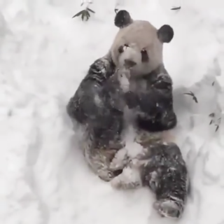 Ποιος «κάτοικος» της Ουάσινγκτον απολαμβάνει τον χιόνι; (ΒΙΝΤΕΟ)