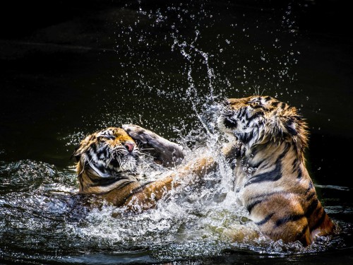 H «Μάχη των Τίγρηδων» είναι η Φωτογραφία της Ημέρας