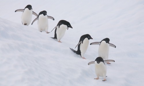 150.000 πιγκουίνοι πέθαναν μετά τον αποκλεισμό της αποικίας τους από ένα τεράστιο παγόβουνο