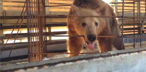 Κάτοικοι του καταφυγίου της Καφέ Αρκούδας στο Νυμφαίο θα γίνουν πολύ σύντομα τρεις αρκούδες από την Αλβανία.