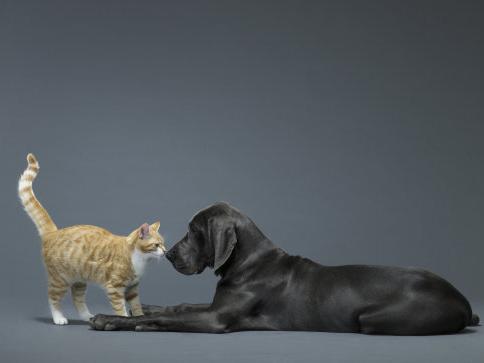 Γάτα και σκύλος: ποιο κατοικίδιο αγαπά περισσότερο τον άνθρωπο;