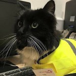 Η γάτα που πήρε προαγωγή στον σιδηροδρομικό σταθμό που εργάζεται