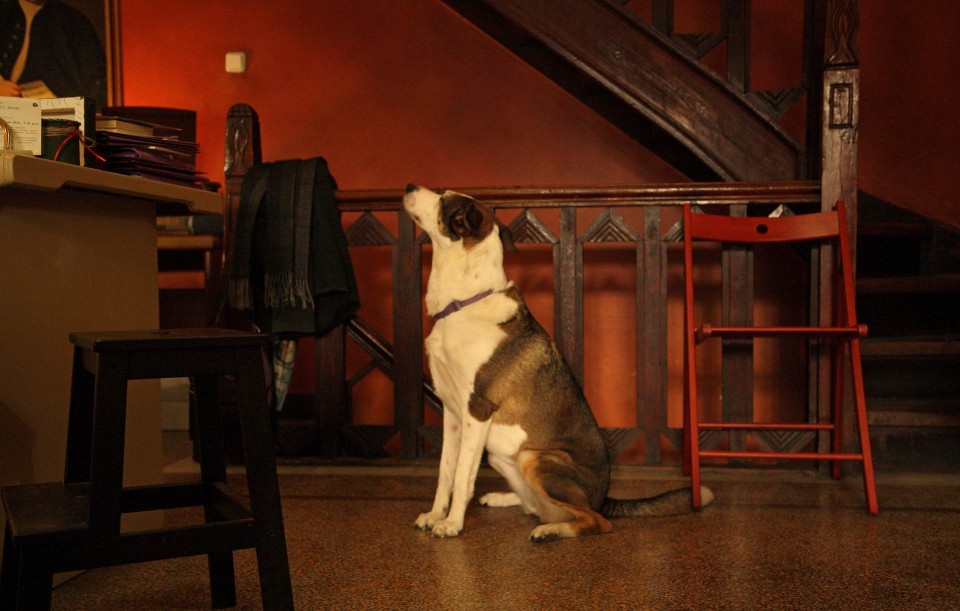 Φανατικός του Τζόυς. 