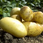 Που κάνει κακό η πατάτα στην υγεία μας