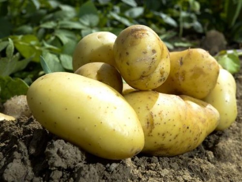 Nευροκόπι: Κραυγή αγωνίας από τους παραγωγούς πατάτας