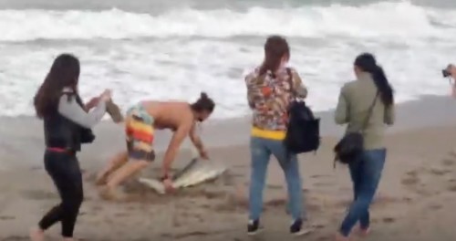 Τράβηξε καρχαρία στην ακτή για να βγάλει φωτογραφία (video)