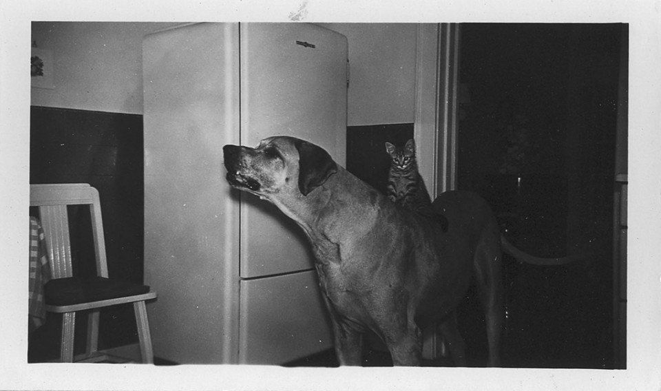 Dog and Cat Are Really a Close Couple (11)