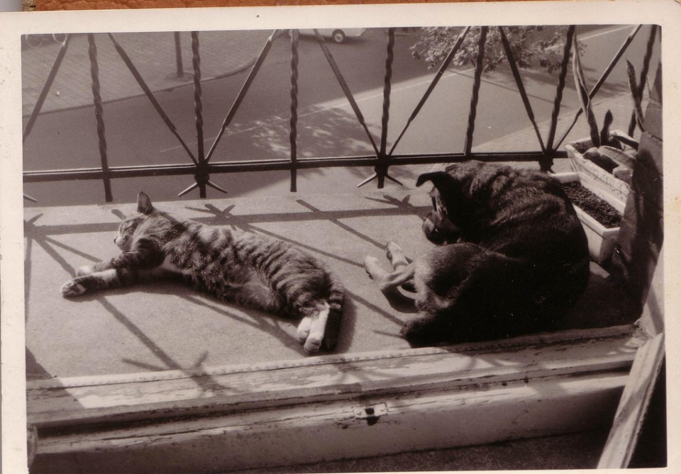 Dog and Cat Are Really a Close Couple (12)