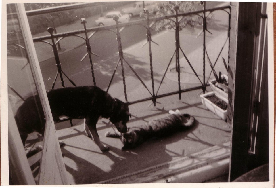 Dog and Cat Are Really a Close Couple (13)