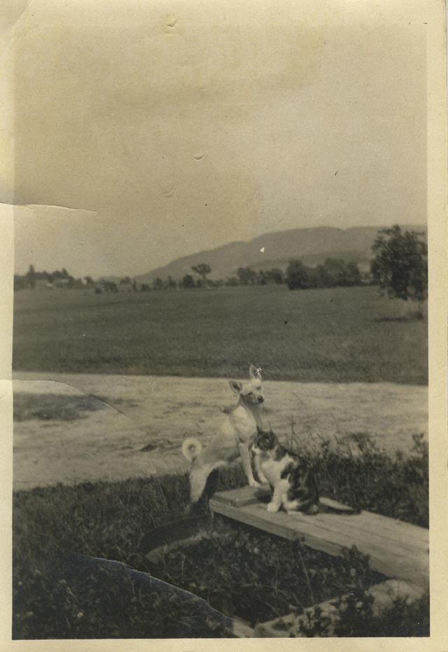 Dog and Cat Are Really a Close Couple (15)