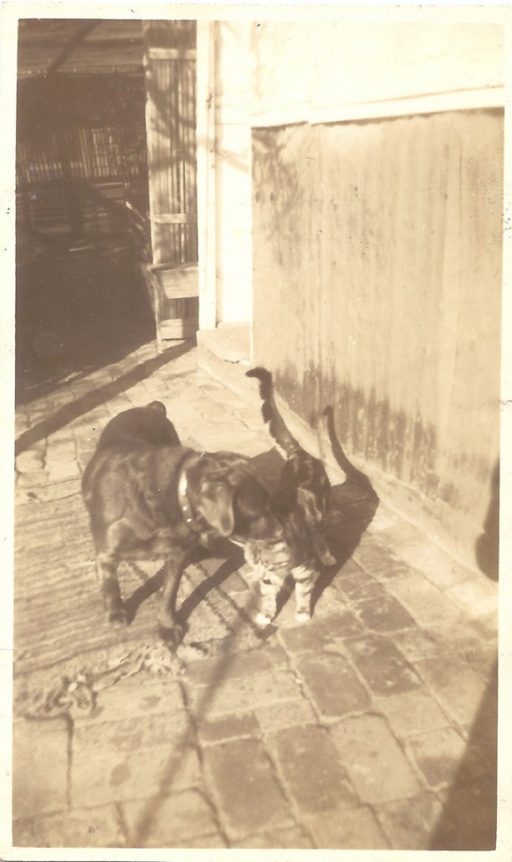 Dog and Cat Are Really a Close Couple (16)