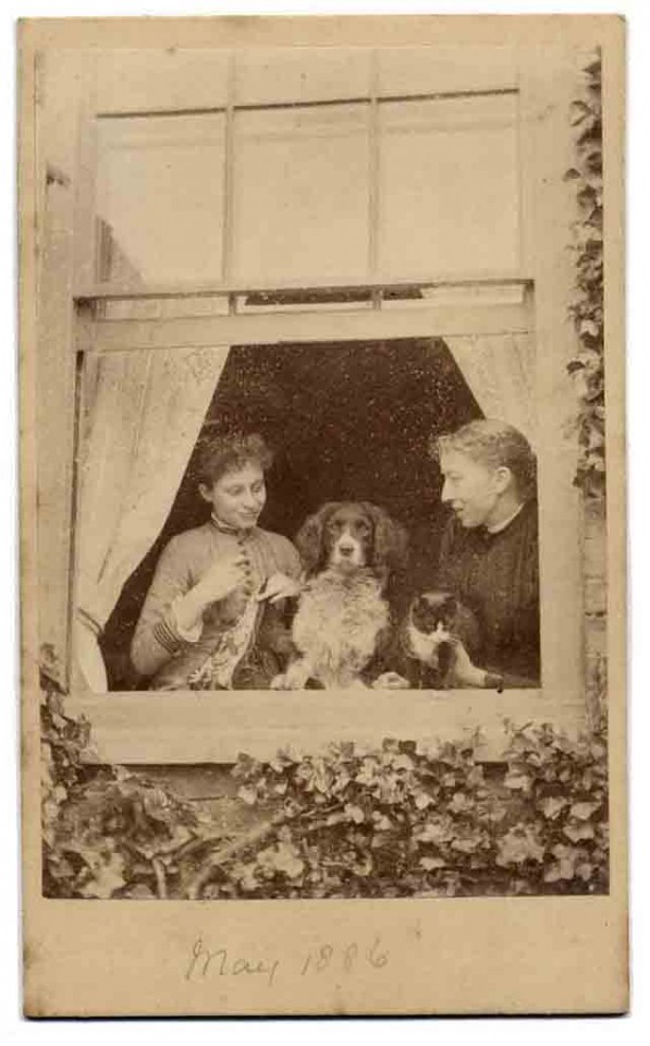 Dog and Cat Are Really a Close Couple (17)