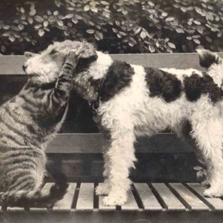 Σαν τον σκύλο με τη γάτα