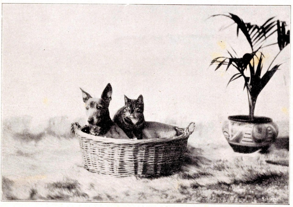 Dog and Cat Are Really a Close Couple (20)