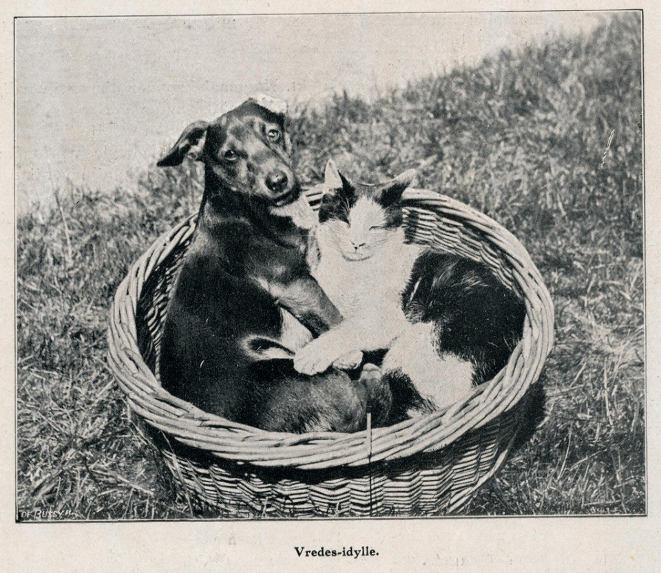 Dog and Cat Are Really a Close Couple (21)