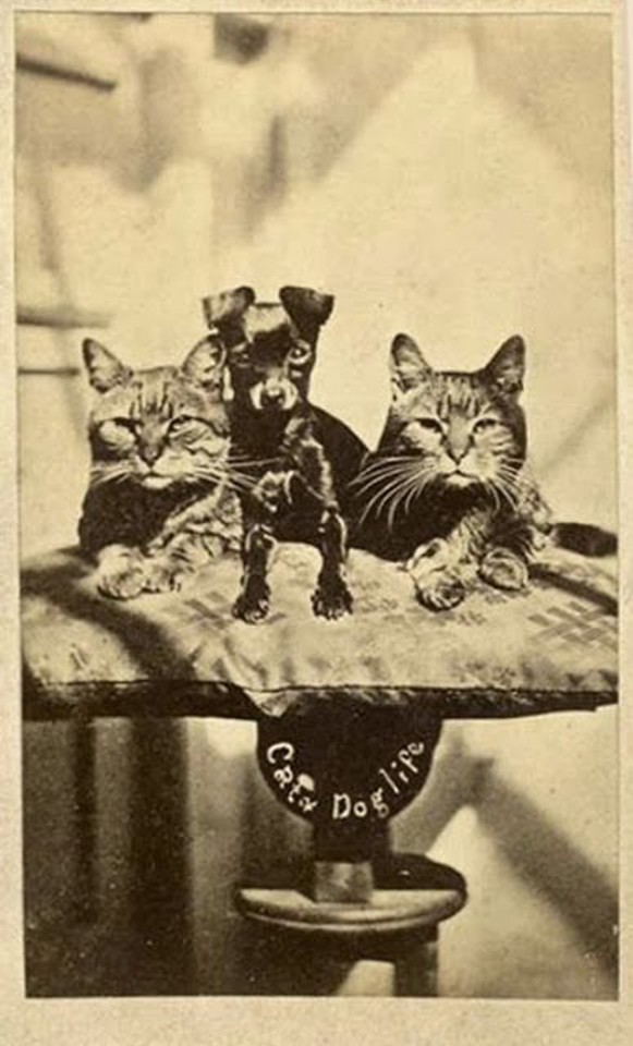 Dog and Cat Are Really a Close Couple (3)