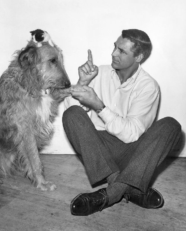 Dog and Cat Are Really a Close Couple (4)