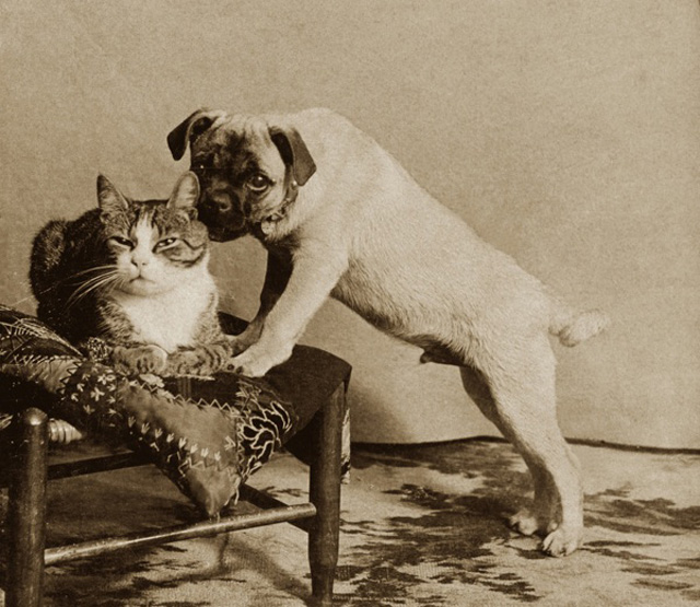 Dog and Cat Are Really a Close Couple (6)