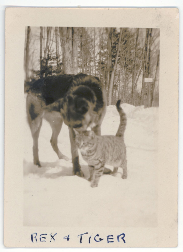 Dog and Cat Are Really a Close Couple (8)