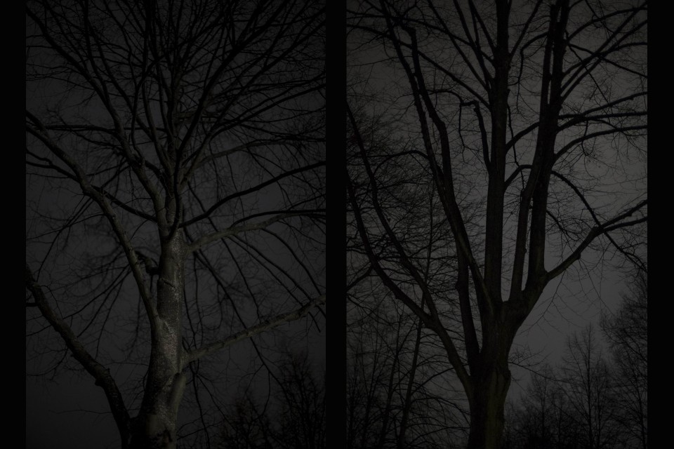 Δέντρα στο σκοτάδι. Συννεφιασμένος ουρανός. Περπατώντας στο Βερολίνο το βράδυ, Φεβρουάριος 2016