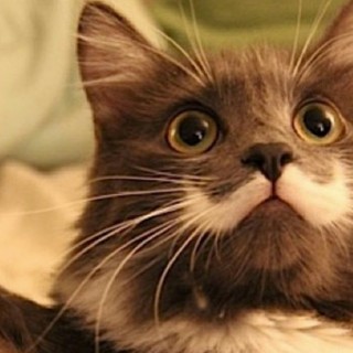 Οι Γάλλοι προτιμούν τις γάτες από τους σκύλους ως κατοικίδια