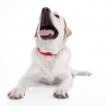 Έρχεται το τηλεκοντρόλ για σκύλους