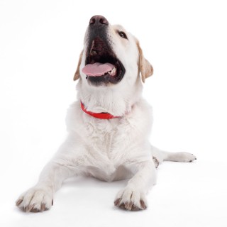 KYON: Ένα gadget για τον… σκύλο σας!