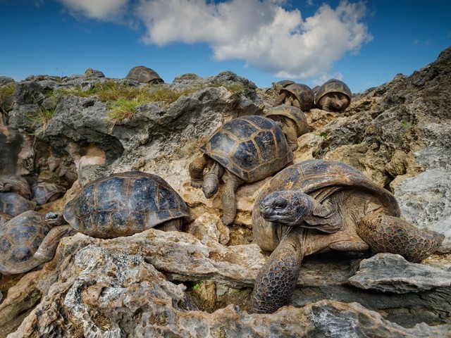 Χελώνες της Αλντάμπρα στις Σεϋχέλλες: Η φωτογραφία της ημέρας από το National Geographic