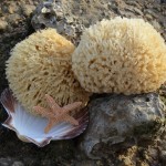 Ποια είναι τα πρώτα ζώα που εμφανίστηκαν στη γη;