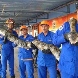 Πέθανε ο πύθωνας που διεκδικεί την είσοδό του στο βιβλίο Guinness