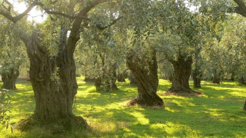 Το Ολυμπιακό Ινστιτούτο Ελιάς συνδέει πολιτισμό και διατροφική παράδοση κάθε τόπου προωθεί αυτή την ιδέα στο εξωτερικό