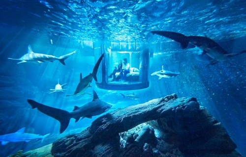 Περάστε ένα βράδυ παρέα με 35 καρχαρίες στο Ενυδρείο του Παρισιού