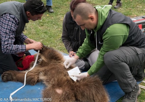 Θεσσαλονίκη: Ελεύθερος στη φύση ο Πάτρικ, το ορφανό αρκουδάκι που βρήκε και περιέθαλψε ο «Αρκτούρος»